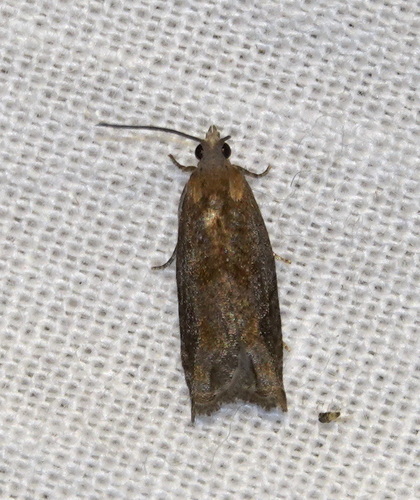 Holly Tortrix, 5694 Breugel, Nederland, photo 9 of 10