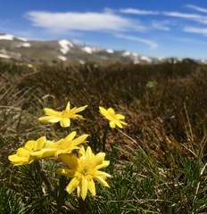 Ranunculus gunnianus