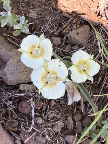 Image of Calochortus subalpinus by (c) Aaron Liston, some rights reserved (CC BY)