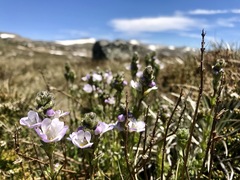 Euphrasia collina diversicolor