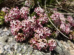 Pimelea alpina