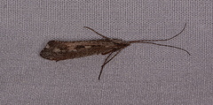 Glyphopsyche irrorata
