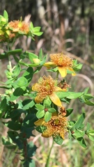 Hypericum myrtifolium