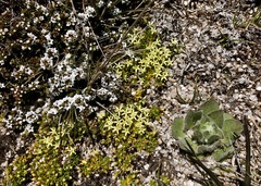 Stackhousia pulvinaris