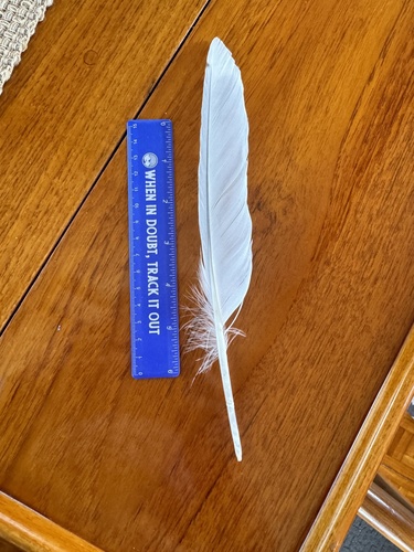 Plume de Goéland d'Amérique