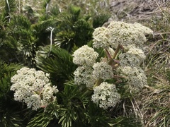 Aciphylla glacialis