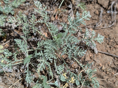 Image of Ambrosia pumila by (c) sdash, some rights reserved (CC BY)
