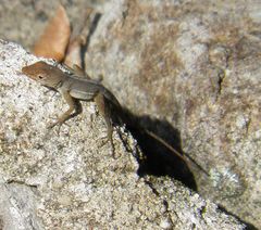 Anolis schwartzi