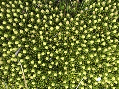 Stackhousia pulvinaris