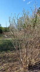 Caragana arborescens