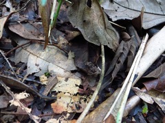 Craugastor megacephalus