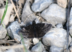 Erynnis lucilius