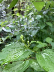 Philadelphus lewisii