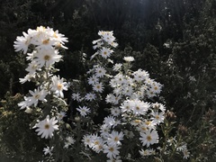 Olearia phlogopappa
