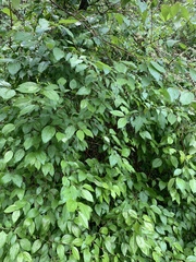 Philadelphus lewisii