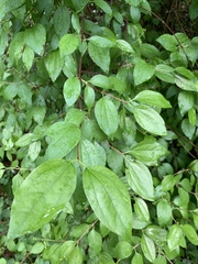 Philadelphus lewisii