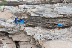 Argia alberta