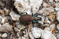 Carabus regalis