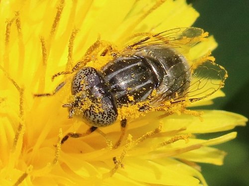 Common Lagoon Fly
