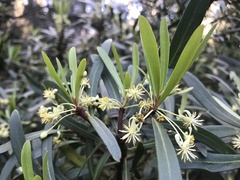 Tasmannia xerophila