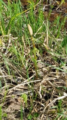 Equisetum sylvaticum