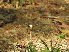 Leptotes cassius cassidula
