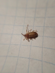 Dorytomus longimanus