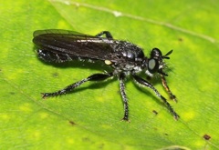 Laphria canis