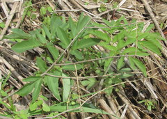 Angelica atropurpurea