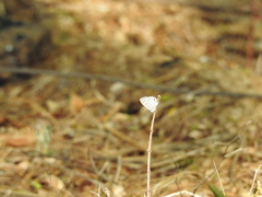 Leptotes cassius cassidula