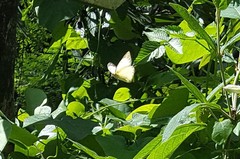 Ascia monuste orseis