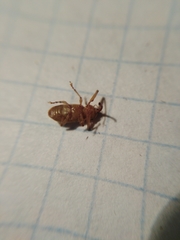 Dorytomus longimanus