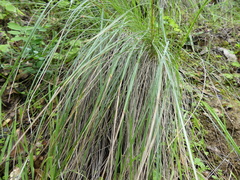Festuca californica