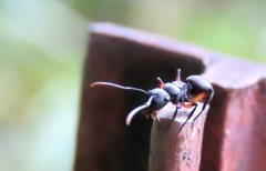 Polyrhachis femorata