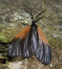 Pyromorpha dimidiata