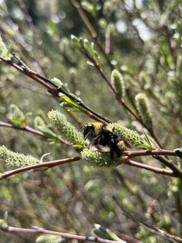 Indiscriminate Cuckoo Bumble Bee photo 5