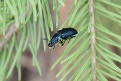 Platycerus caprea