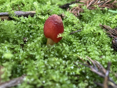Hygrocybe