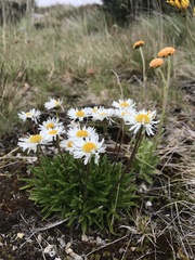 Brachyscome scapigera