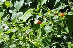 Ascia monuste orseis