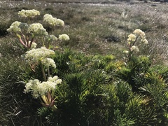 Aciphylla glacialis