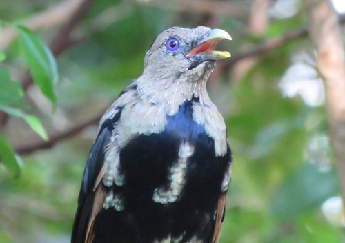 Satin Bowerbird