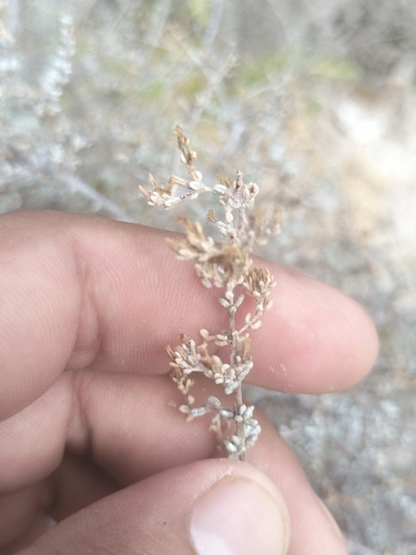 Image of Frankenia palmeri by no rights reserved