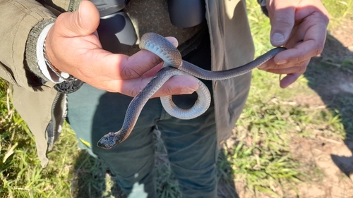 Two-colored Mussurana, Mussurana bicolor