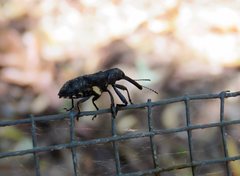 Isacantha rhinotioides