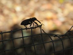 Isacantha rhinotioides