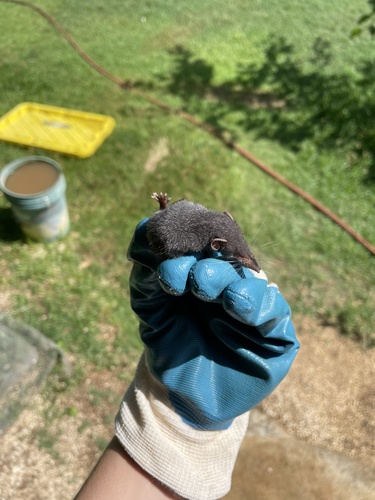 Suncus murinus observed 2024-06-30