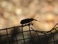Isacantha rhinotioides