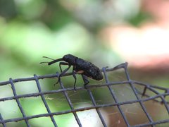 Isacantha rhinotioides
