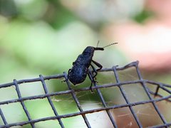 Isacantha rhinotioides